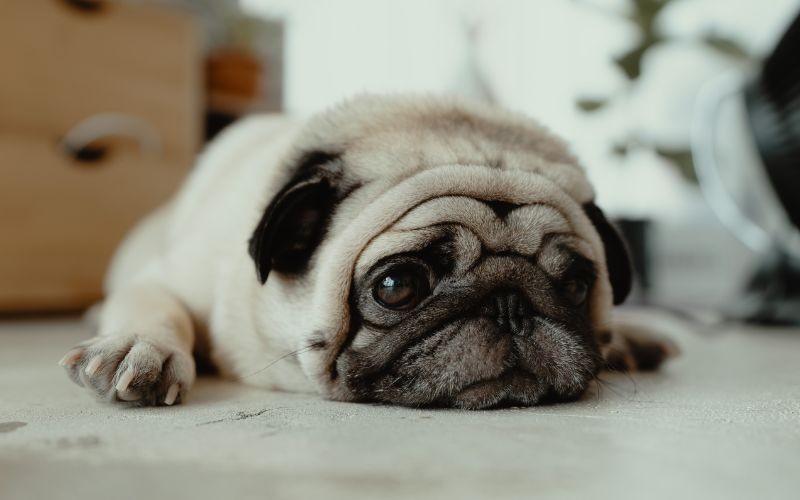 ¿Por qué vomita tu perro?
